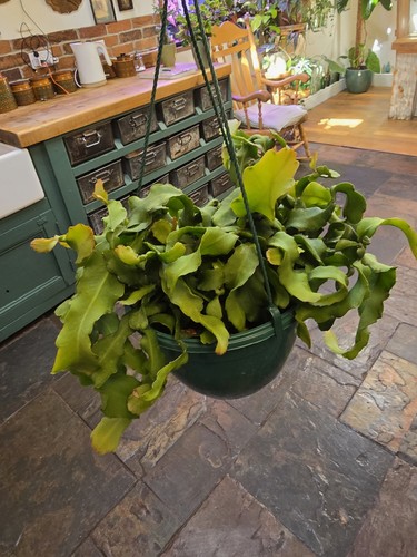 Large epiphyllum guatemalense - epiphyllum,