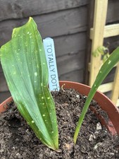 Aspidistra Totally Dotty'