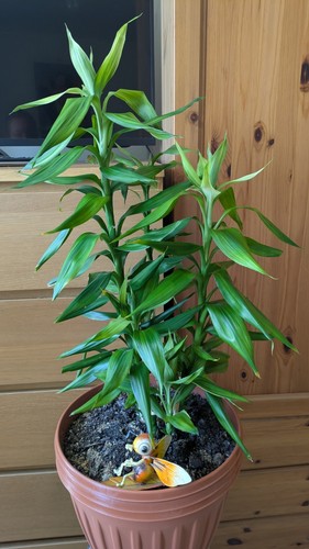 Beautiful big lucky bamboo - big,
