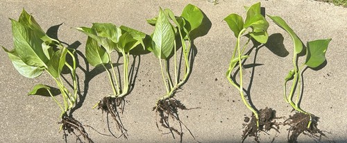 Rooted giant variegated - rooted,