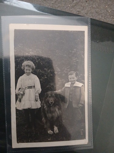 Children with sheltie type - with, dog