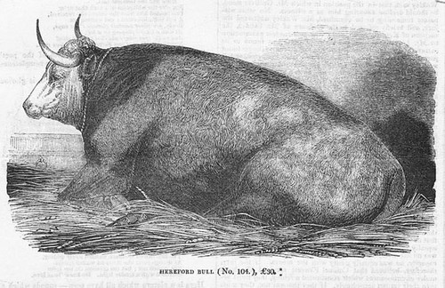 Cattle hereford bull antique - cattle,