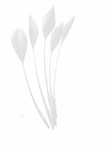 Long fascinators feathers - fascinators,