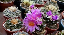Ariocarpus mixed, 20 Fresh seeds, Add To Basket, Read description