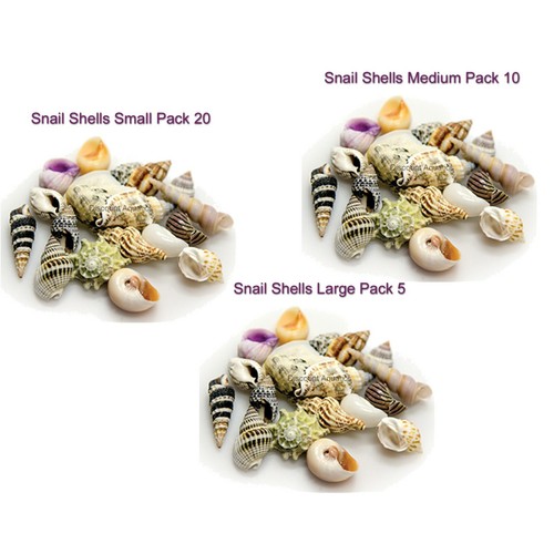 Natural snail shells saltwater - natural,