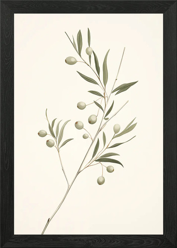 Olive branch botanical - botanical, framed