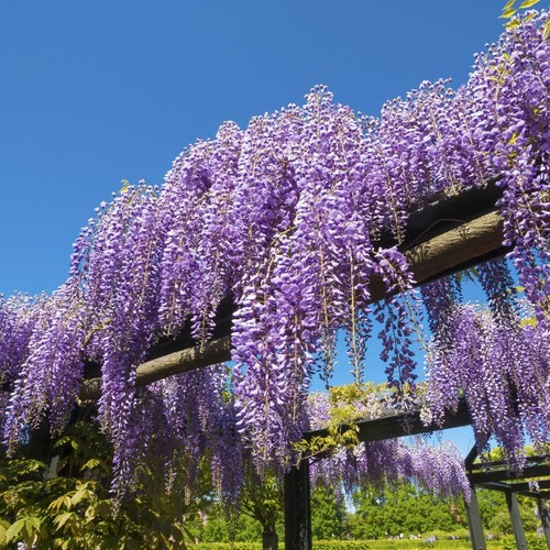 Wisteria sinensis plant hardy - plant,