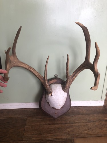 Vtg point deer - point, mount