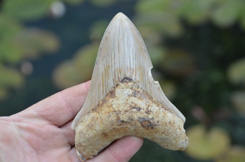 Mega megalodon shark tooth - mega,