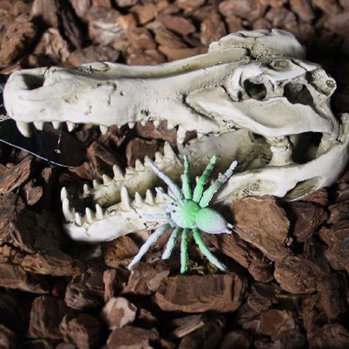 Background terrarium vivarium - terrarium,