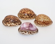 Vintage Carved Cowrie Shell