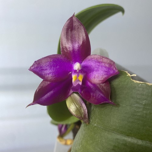 Fragrant phalaenopsis violacea - phalaenopsis,