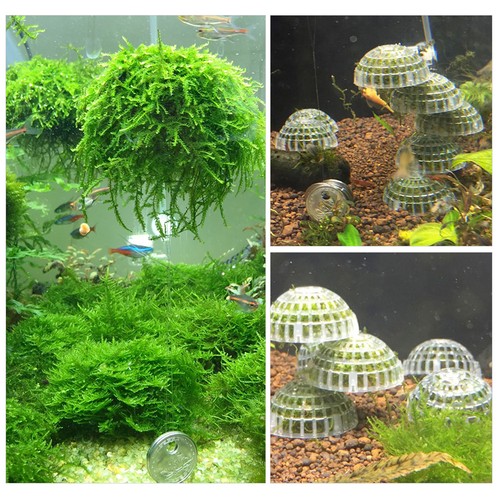 Floating submersible moss - floating,