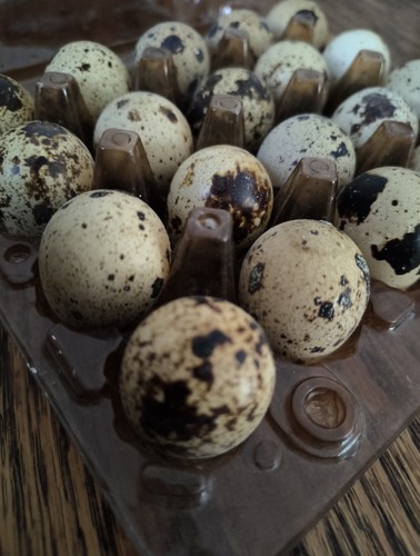 Gourmet quail eating eggs - quail, 48