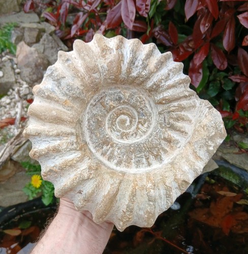 Large fossil ammonite 2kg - fossil,