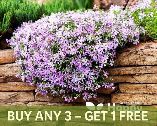 Mountain phlox 160 - 160, seeds