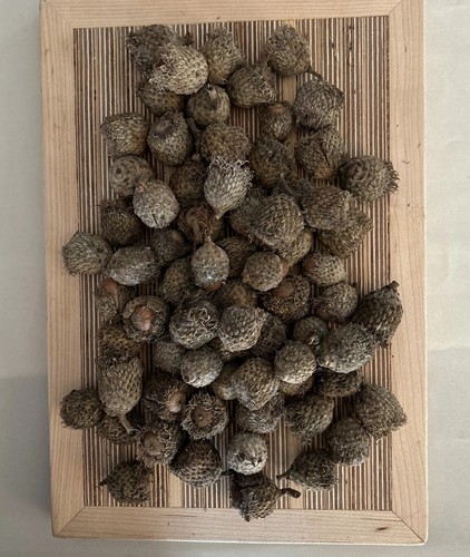 Burr oak acorns fresh - lb,