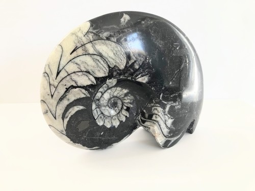 Moroccan devonian goniatite - moroccan,