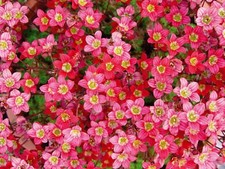 Saxifraga peter pan red x 3 x