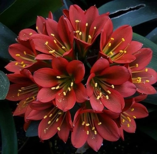 Clivia imported flower bulbs - imported,
