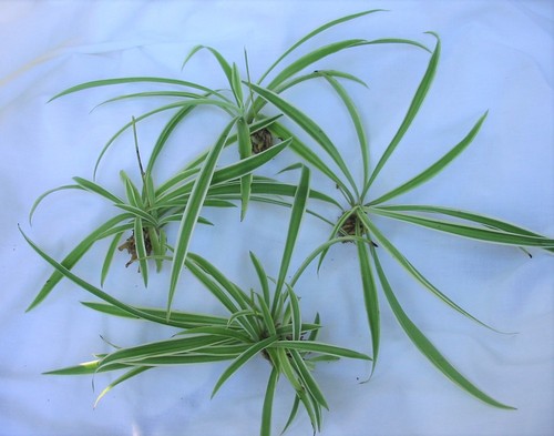 Small spider plant babies - small,