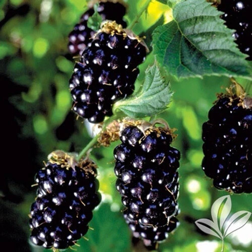 Navaho blackberry plant - 5l,