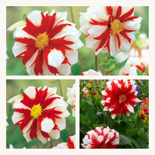 Dahlia tri colour fire - dahlia,