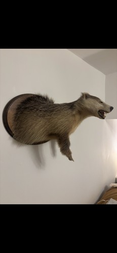 Ginger badger - ginger,