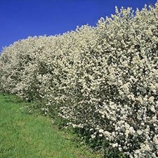 100 Blackthorn Hedging Plants