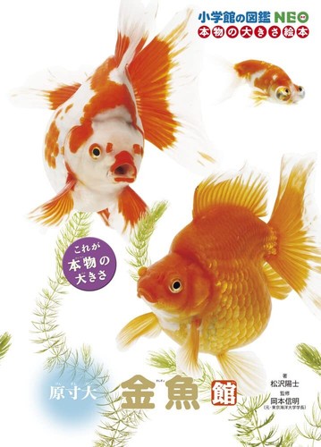 Life size goldfish - life-size,