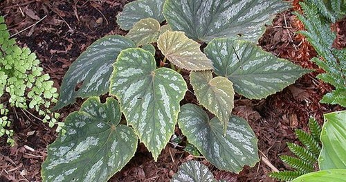 Begonia grandis nanjiang - grandis,