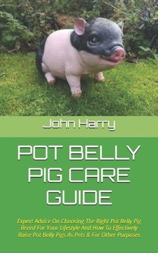 Pot belly pig care - pig,