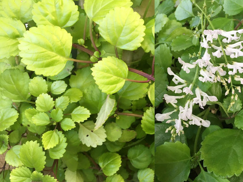Plant cuttings long - plant,