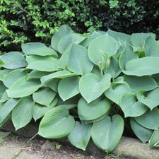 Hosta 'Blue Angel'. 1L Plant. Blue foliage, lavender-white flowers. Shade
