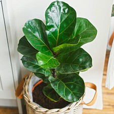 Ficus Bambino - Fiddle-Leaf