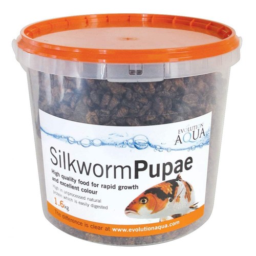 Evolution aqua silkworm pupae - silkworm,