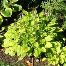 Hosta 'Hydon Sunset' - Plantain Lily 9cm pot, gold green, purple flowers