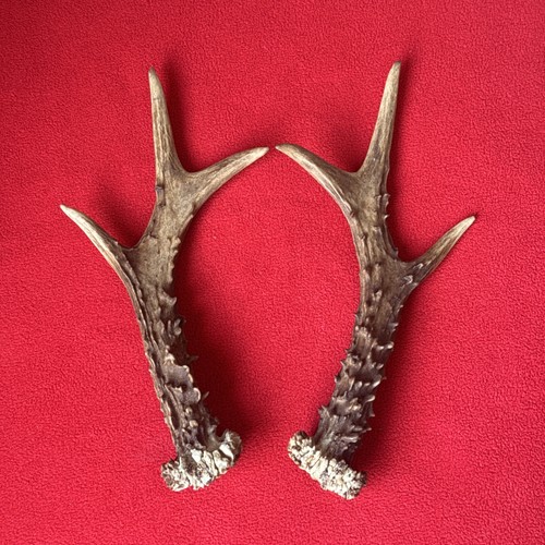 Pair roe deer antlers - of,