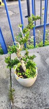 Boxwood Bonsai Tree (Rare