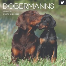 Doberman Dog  "12  x 12"