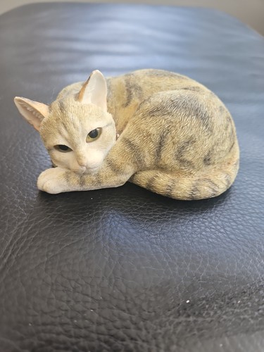 Country artists cat lying - country,