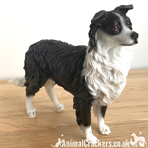 Border collie sheepdog sheep - border,