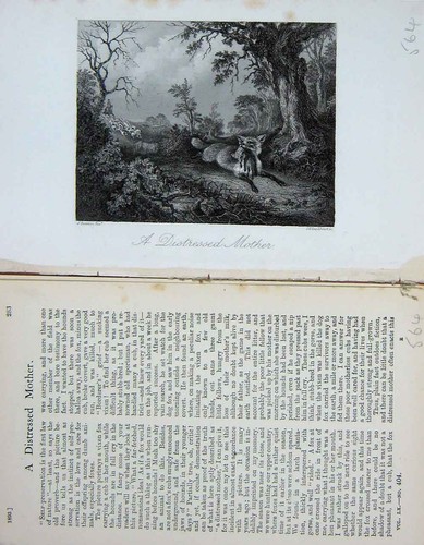 Original old antique print - antique,