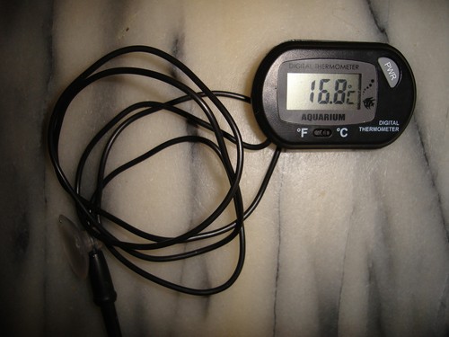Pond thermometer koi garden - pond,