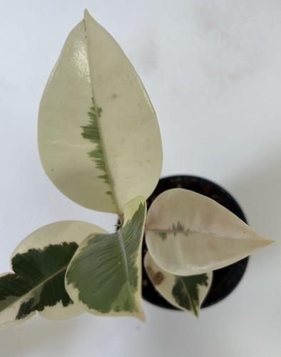 High variegation ficus tineke - ficus,
