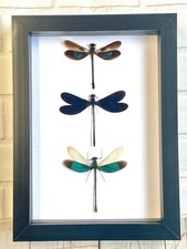 3 x Damselfly Dragonfly Display Deep Shadow Box Frame Beetle Insect Butterfly