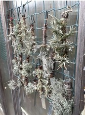 Tillandsia capillaris - tillandsia,