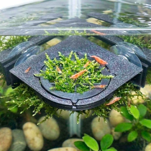 Java moss corner growing - java,