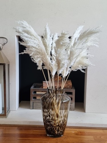 Pampas grass cream - pampas,