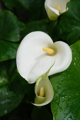 Arum lily flowers - arum, pretty